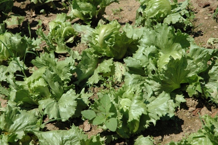 lettuce